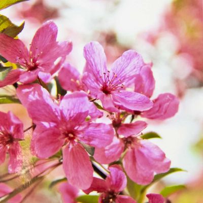 Photo notecard: Into the Pink, card SHAM045