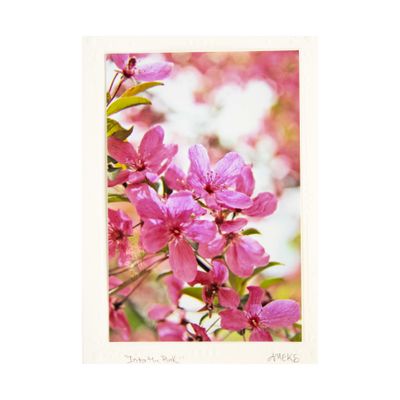 Into the Pink, photo notecard SHAM045