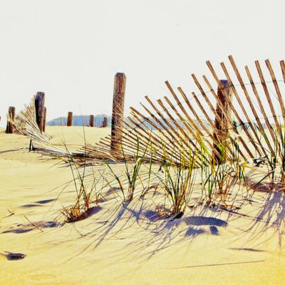 Photo notecard: Windswept, card SHAM048