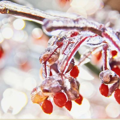 Photo notecard: Beauty Encased, card SHAM039