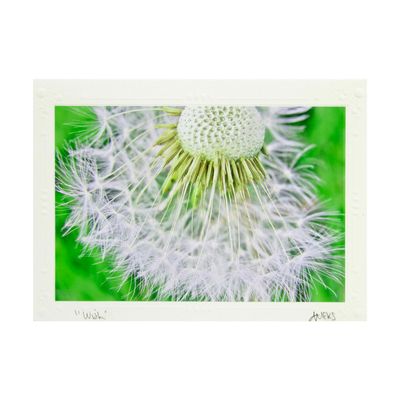  Wish, photo notecard SHAM050