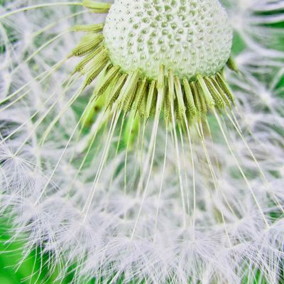 Photo notecard: Wish, card SHAM050