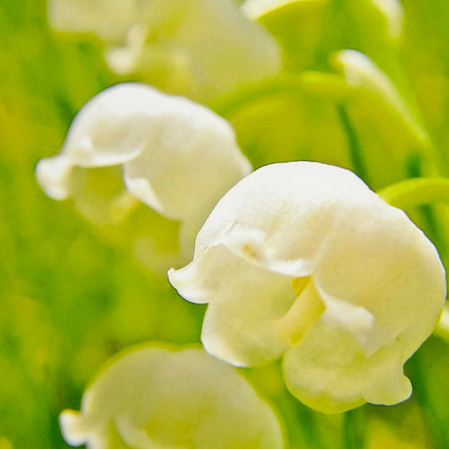 Photo notecard: Perfect Bell, card SHAM051