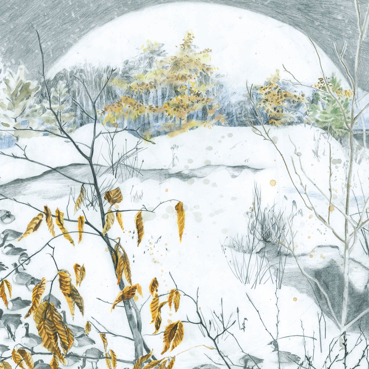 Branta, print MALK269