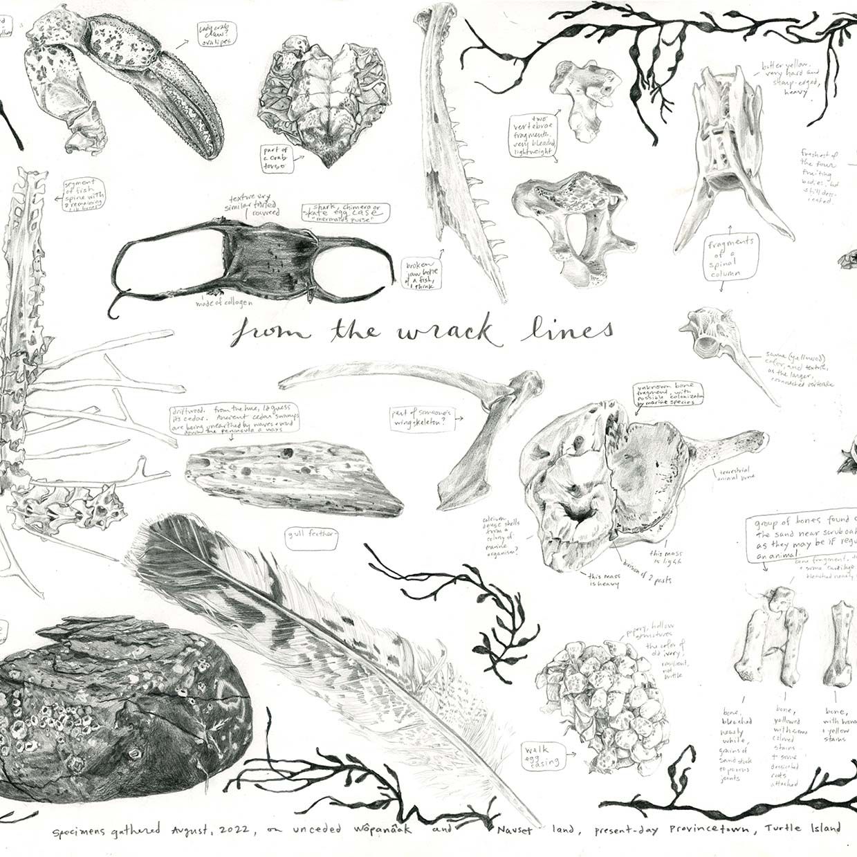 From the Wrack Lines, print MALK266