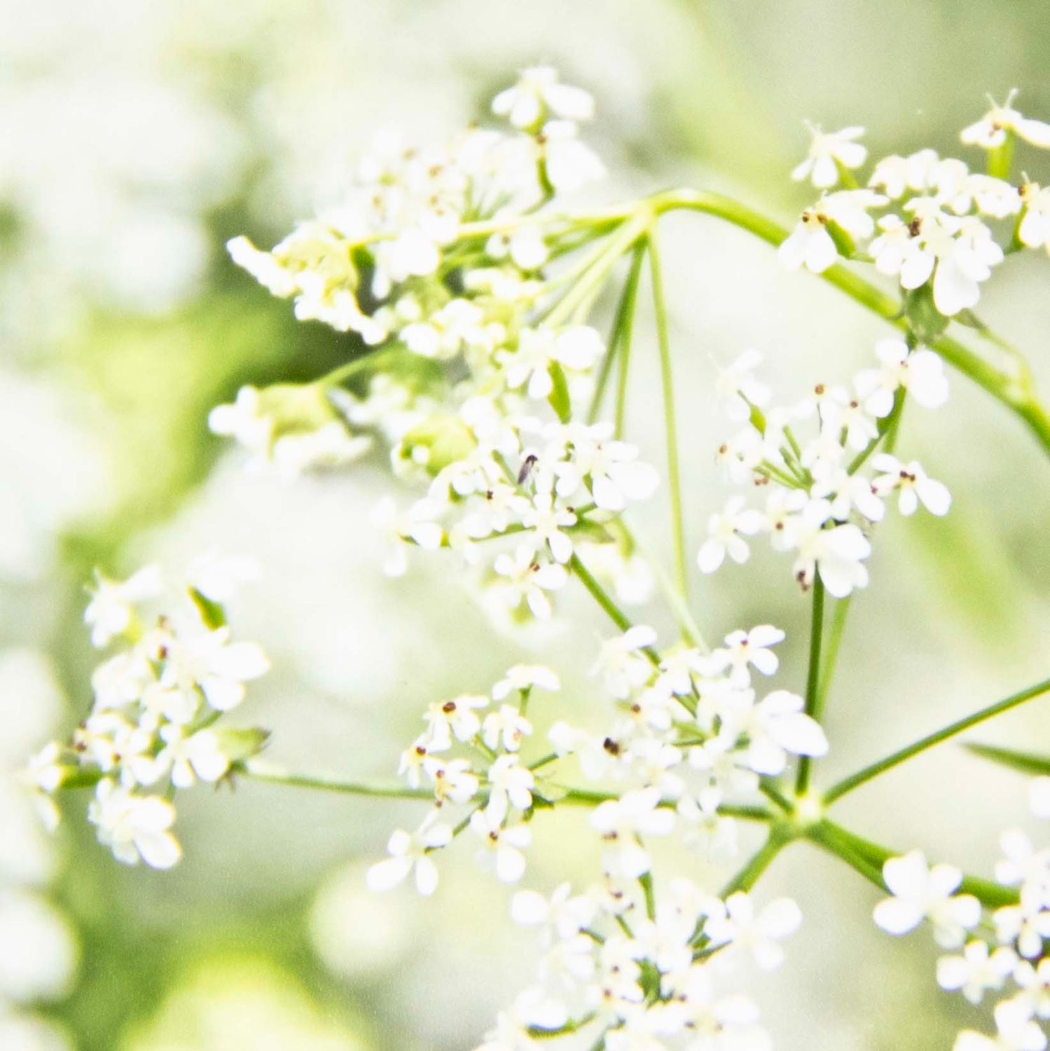 Photo notecard: Sweet Dreams, card SHAM054