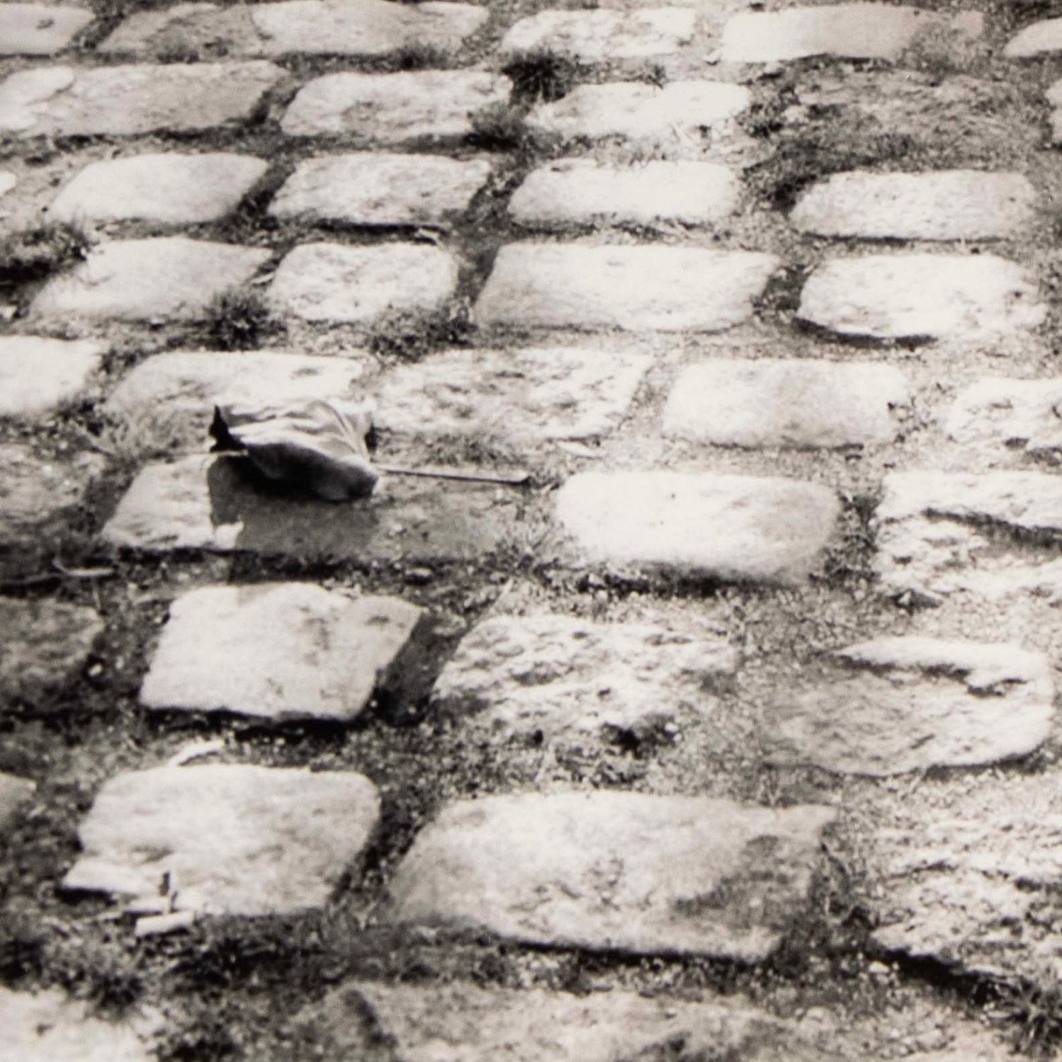 Photo notecard: Cobble (Philly), card SHAM053