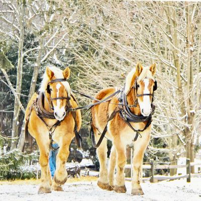 Photo notecard: Winter on the Farm, card SHAM055