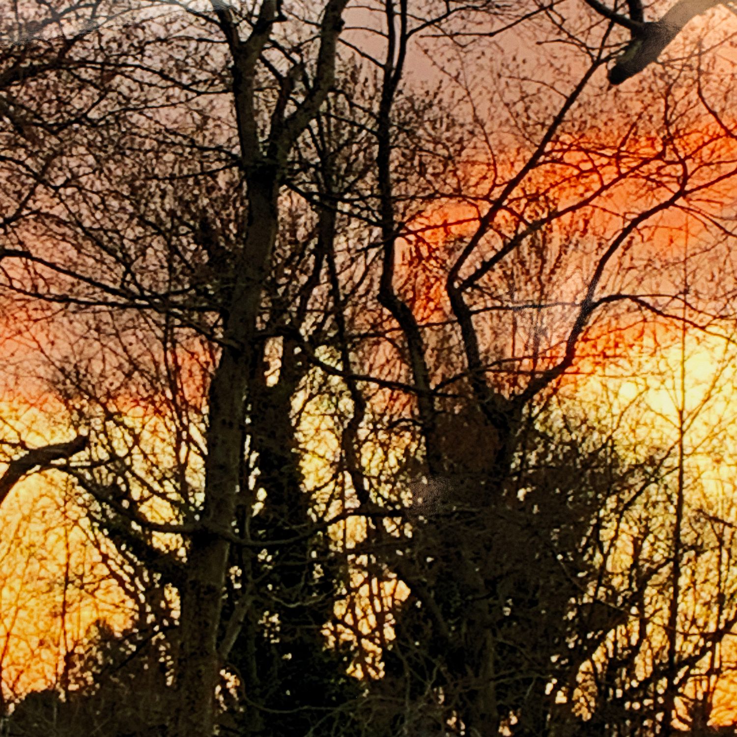 Sunset Trees Silhouette, photograph KINR03