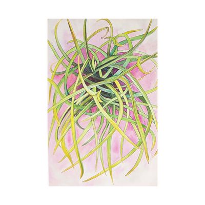 Spanish Moss, card BARC262