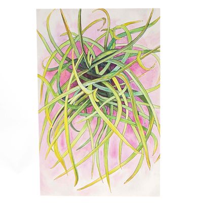 Plants, Lichen, Moss, Fungi, 6 cards BARC266