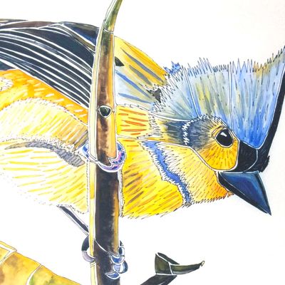 Tufted Titmouse, card BARC263