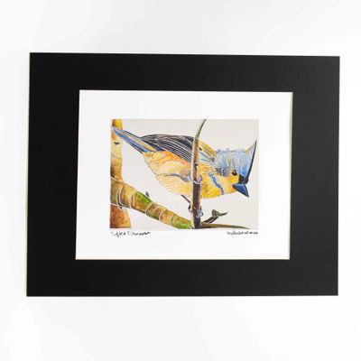 Tufted Titmouse with Black Mat, print BARC276