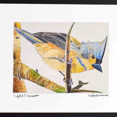 Tufted Titmouse with Black Mat, print BARC276 Tufted Titmouse with Black Mat, print BARC276