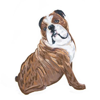 Axel: English Bulldog, sticker WILR01