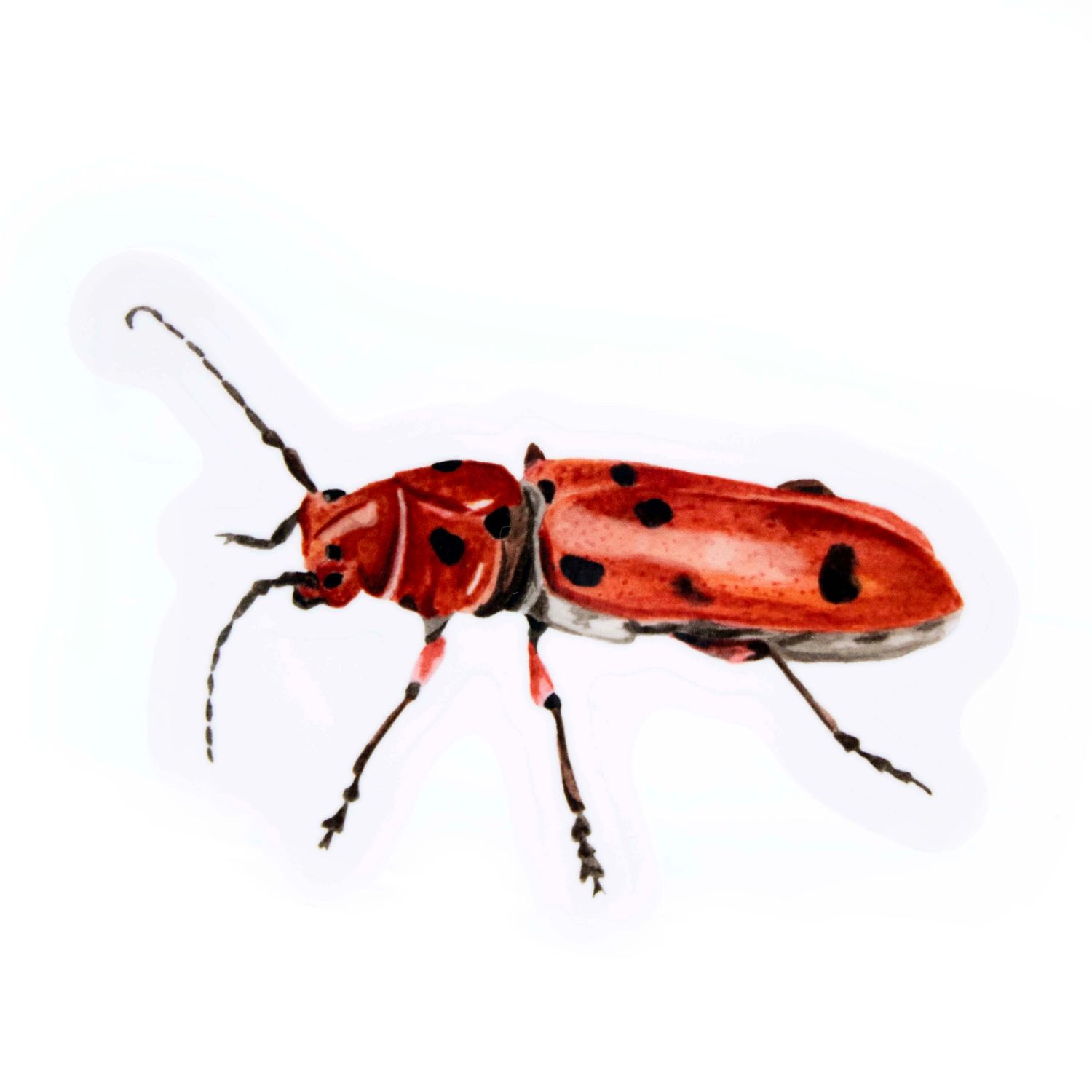Milkweed Beetle, sticker SLAR15