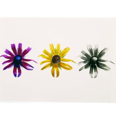 Rudbeckia Triloba 3 ways, print SLAR16