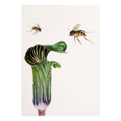 Jack-in-the-Pulpit, print SLAR19
