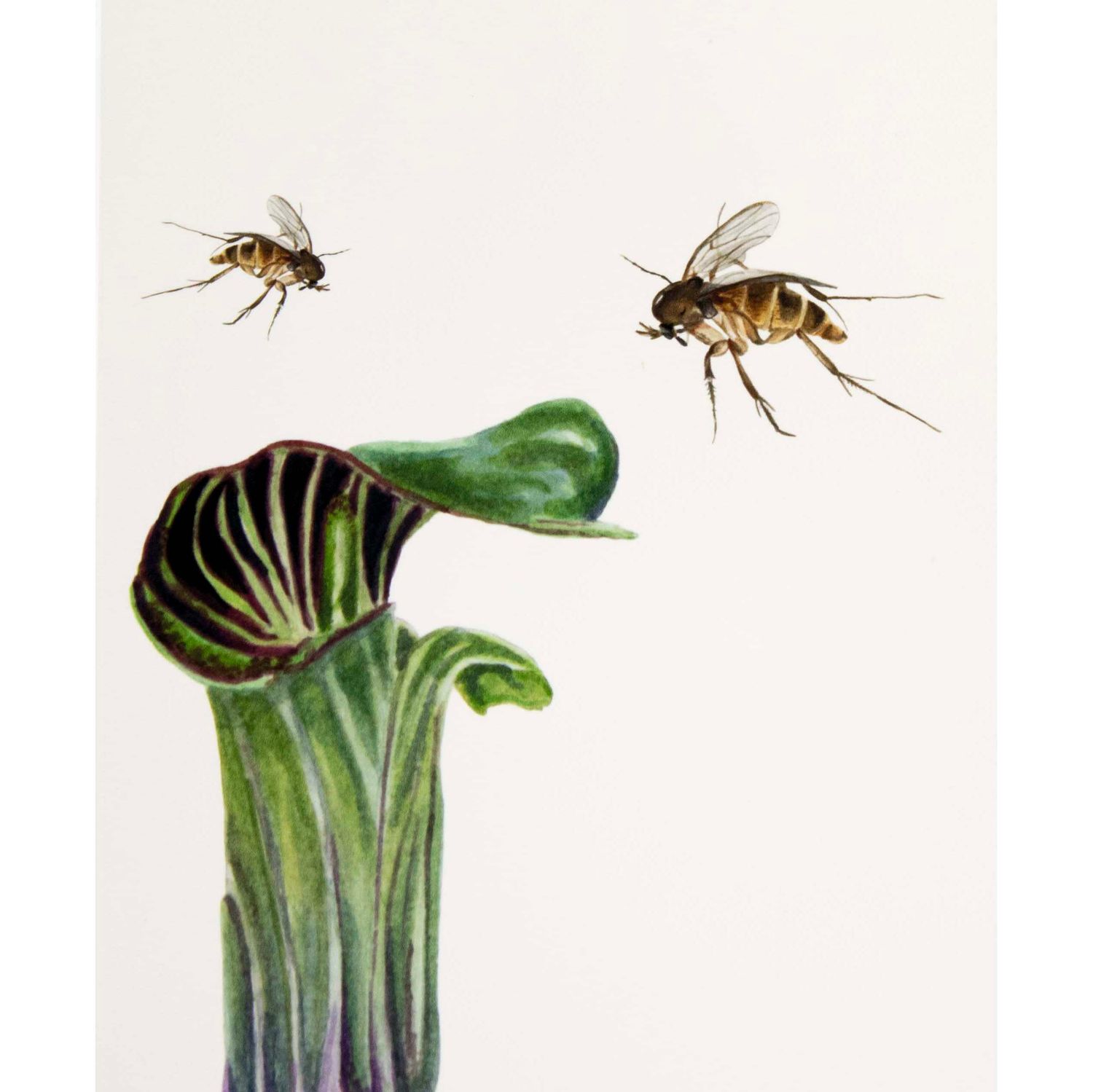 Jack-in-the-Pulpit, print SLAR19