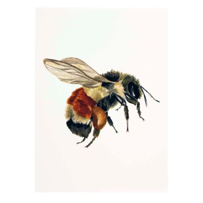 Tri-Colored Bumblebee, print SLAR18