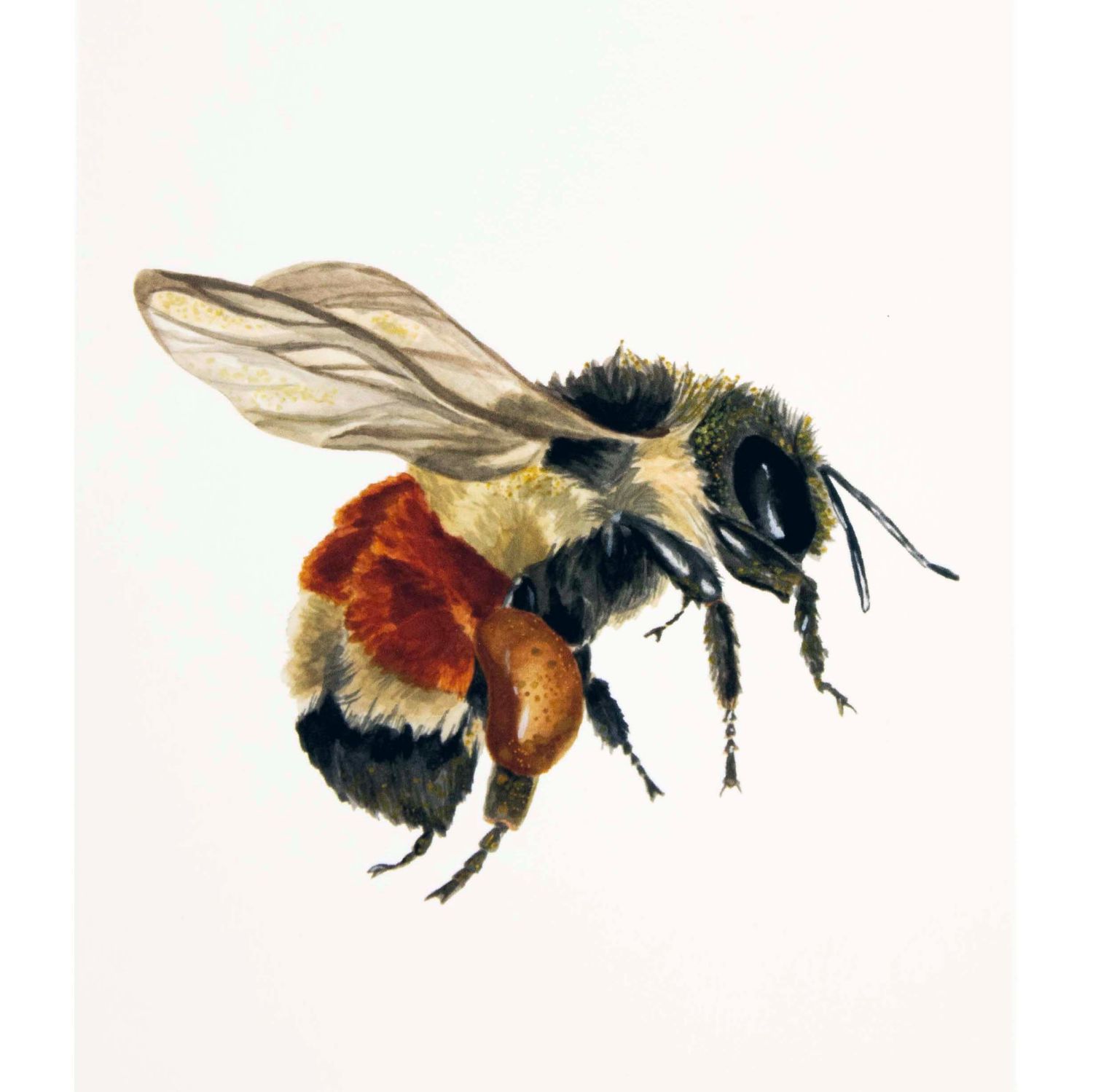 Tri-Colored Bumblebee, print SLAR18
