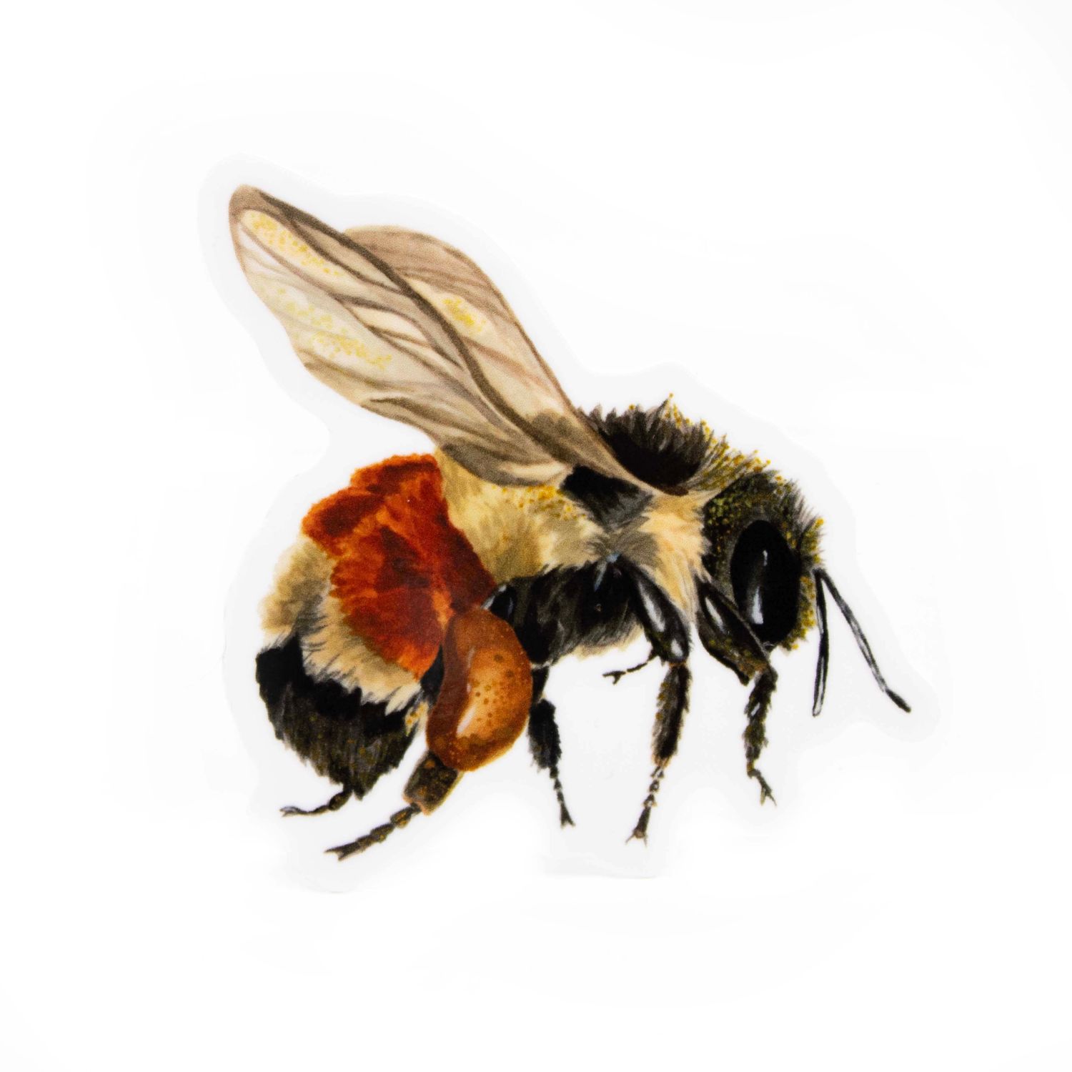 Tri-Colored Bumblebee, sticker SLAR14