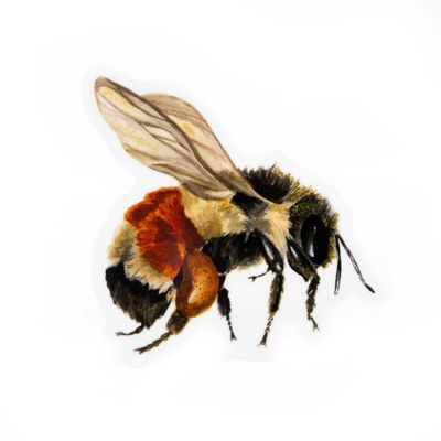 Tri-Colored Bumblebee, sticker SLAR14