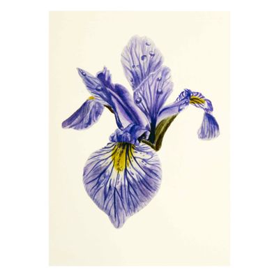 Blueflag Iris, print SLAR21