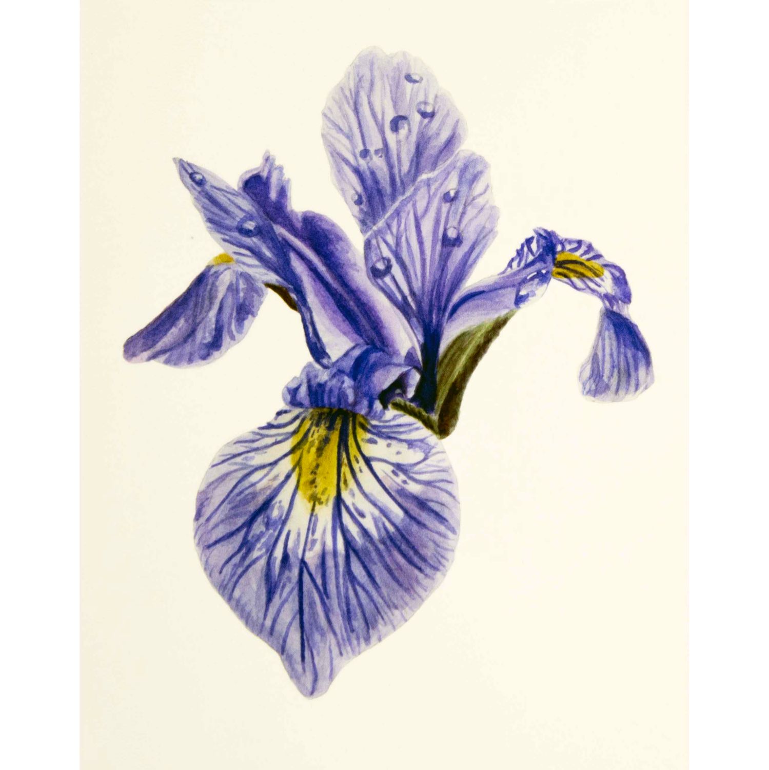 Blueflag Iris, print SLAR21