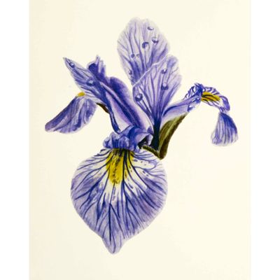 Blueflag Iris, print SLAR21