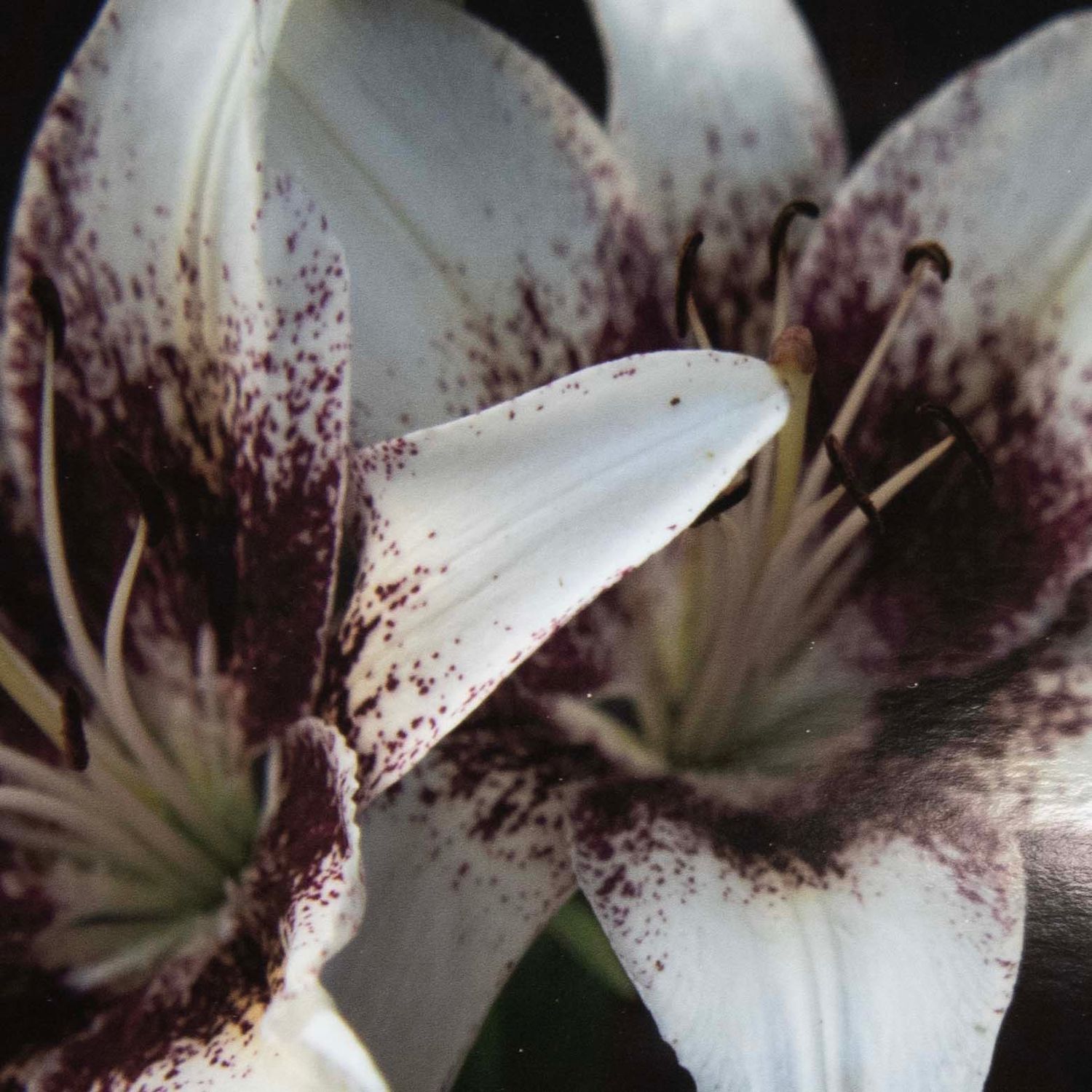 Why Should You Avoid My Views (Lily flower), large photo print BALR02