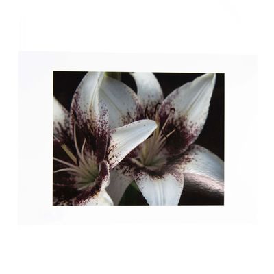 Why Should You Avoid My Views (Lily flower), small photo print BALR06