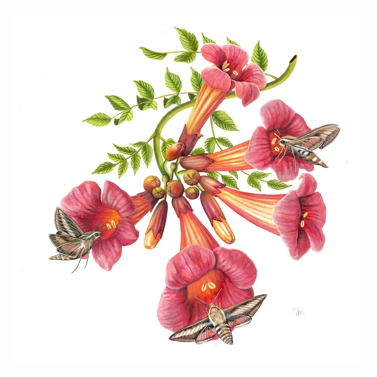 Trumpet Vine &amp; Hummingbird Moth, medium print PERM022