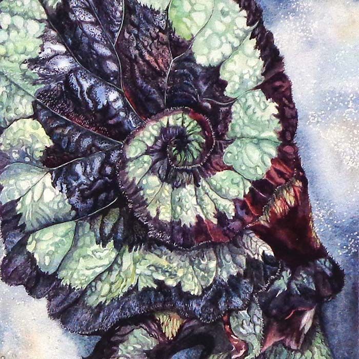 Spiral Galaxy, small print GERS40