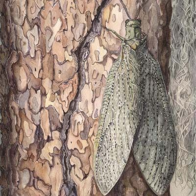 She, small print GERS38