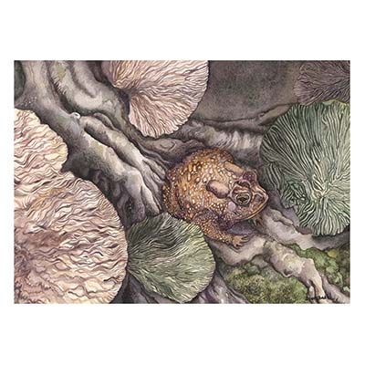 Golden Toad, medium print GERS32