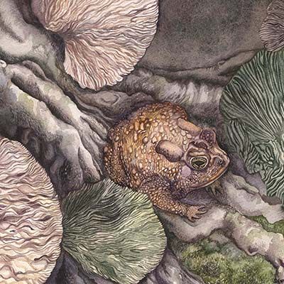 Golden Toad, medium print GERS32