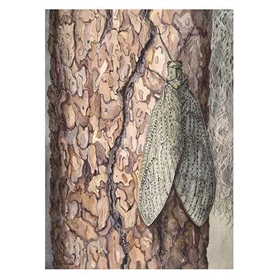 She, medium print GERS39