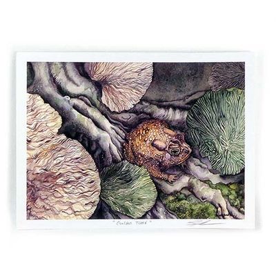 Golden Toad, small print GERS31