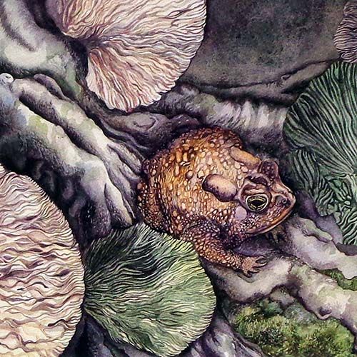 Golden Toad, small print GERS31