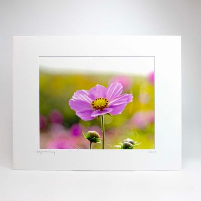 Daydreaming, matted photo SHAM065