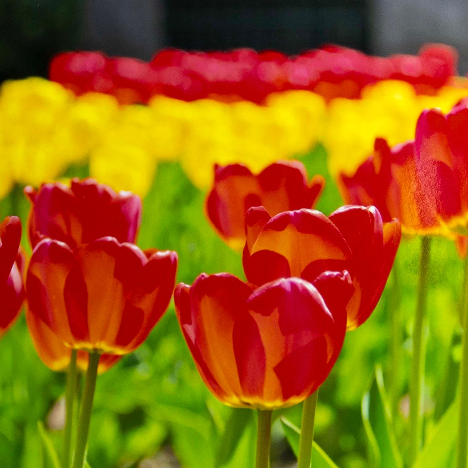 Pretty Maids All in a Row, matted photo SHAM067