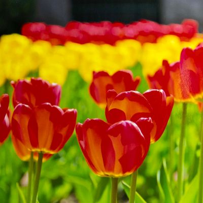 Pretty Maids All in a Row, matted photo SHAM067