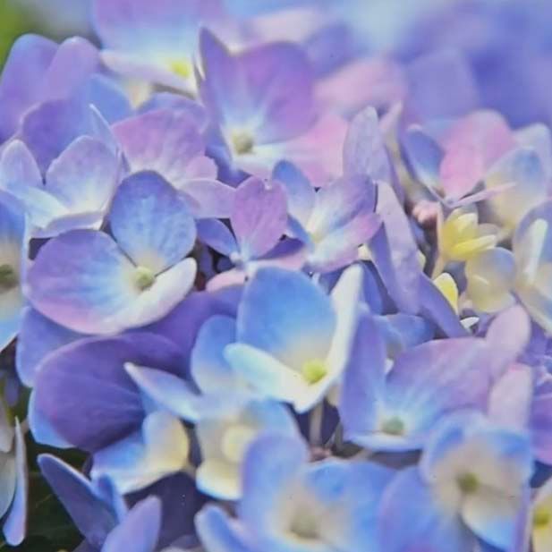 Blue Velvet, photo notecard SHAM069