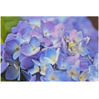 Blue Velvet, photo notecard SHAM069