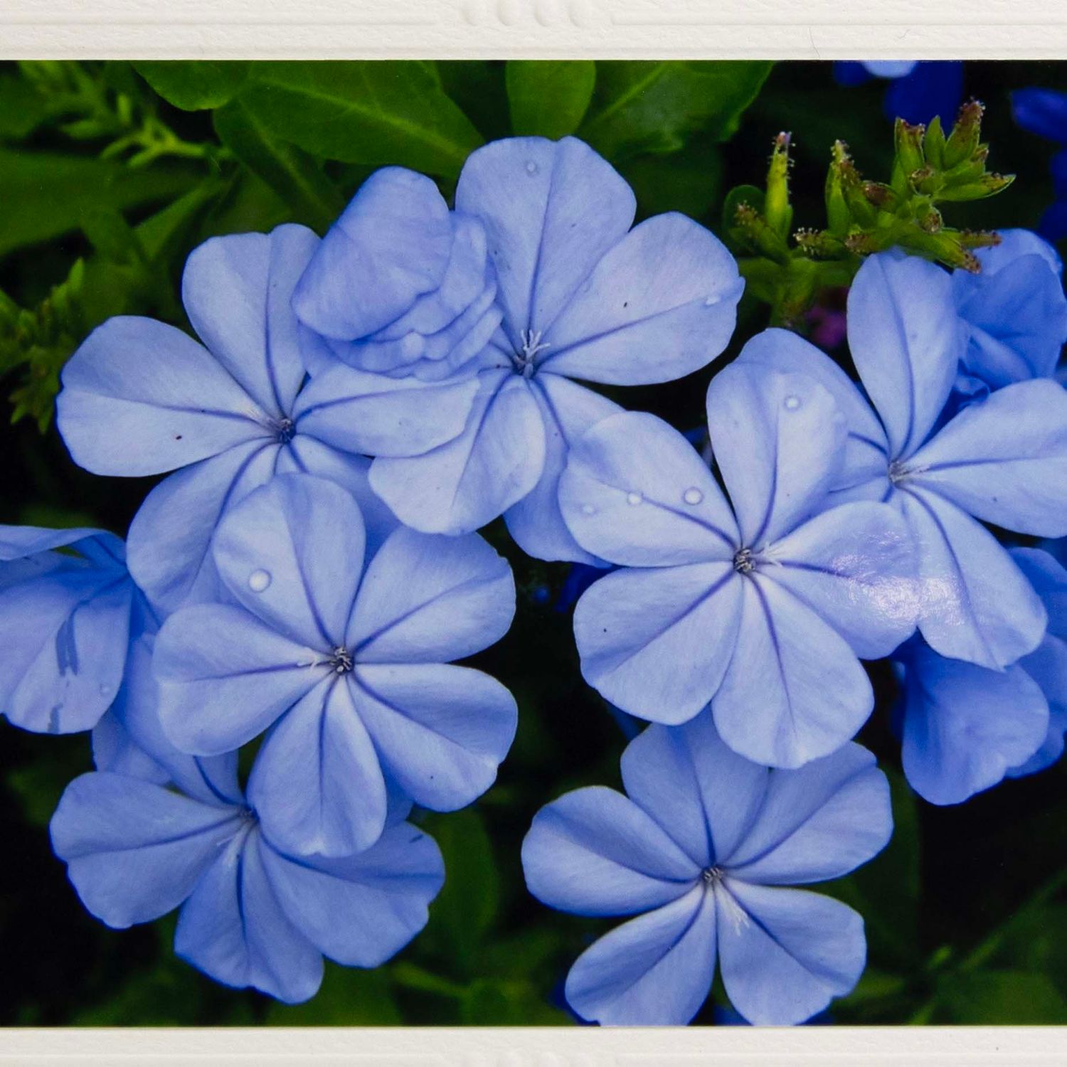 Summer Nights, photo notecard SHAM072