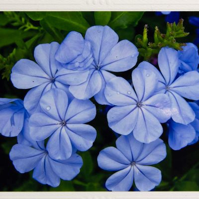 Summer Nights, photo notecard SHAM072