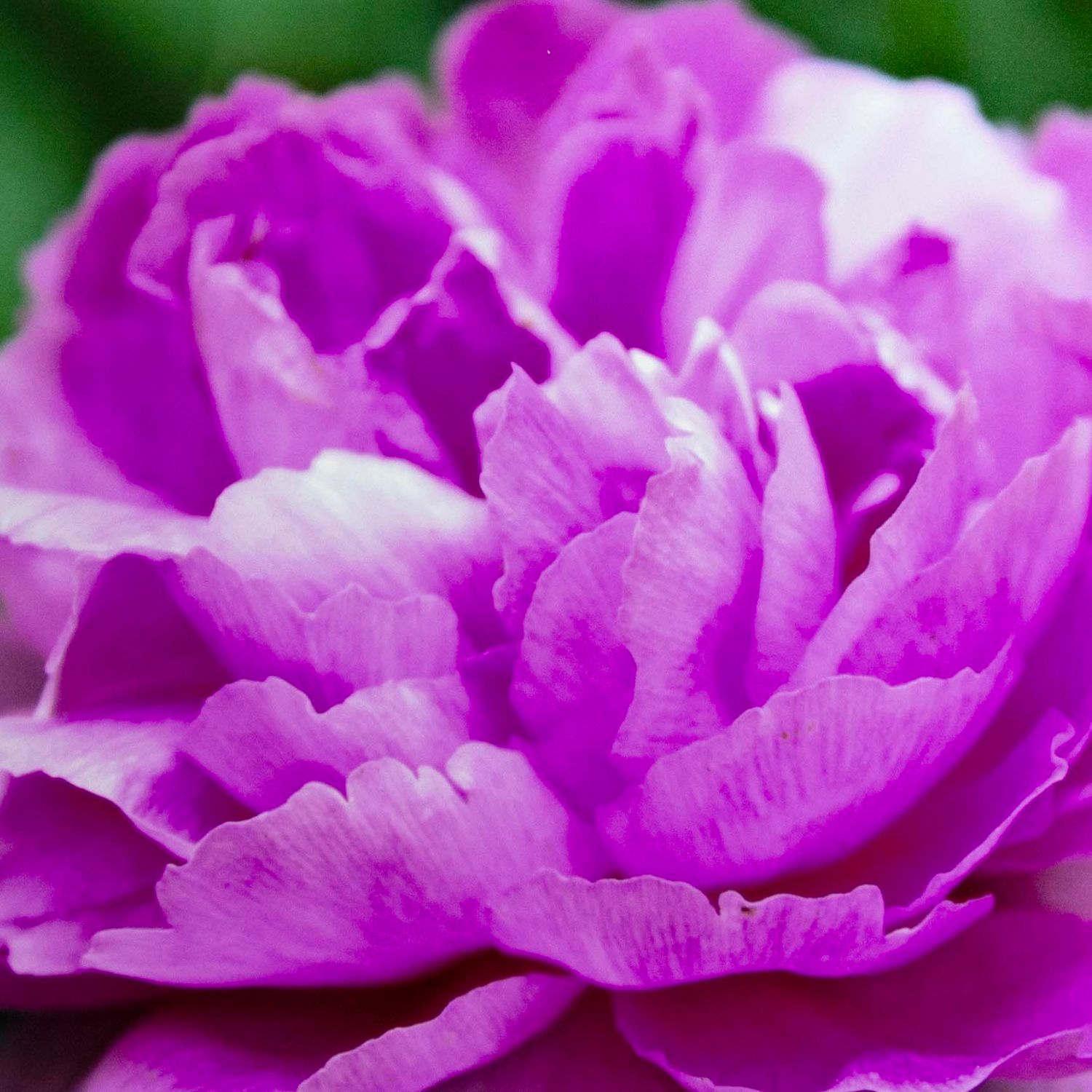 Beauty Within, matted photo SHAM063
