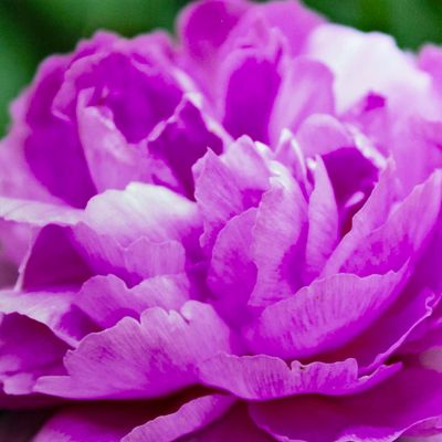 Beauty Within, matted photo SHAM063