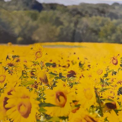Sunlight Harvest, photo notecard SHAM068